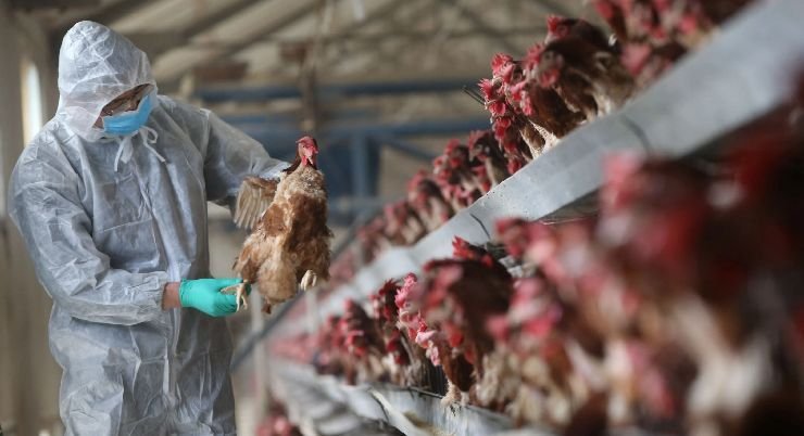 Gu a Sobre C mo Evitar La Zoonosis En Los Lugares De Trabajo